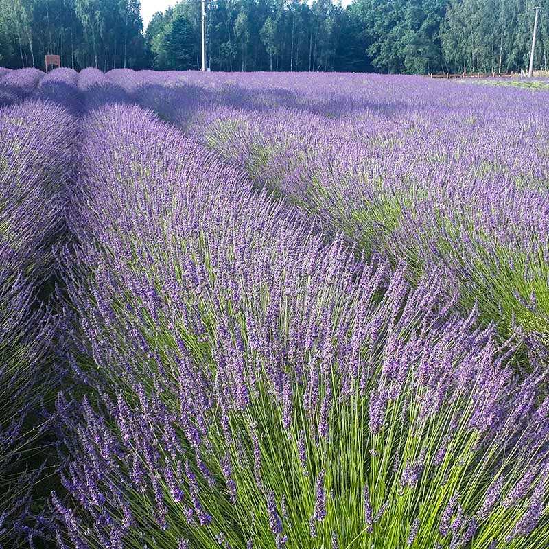 Lavandula intermedia Phenomenal® PP24193 (French Lavender)