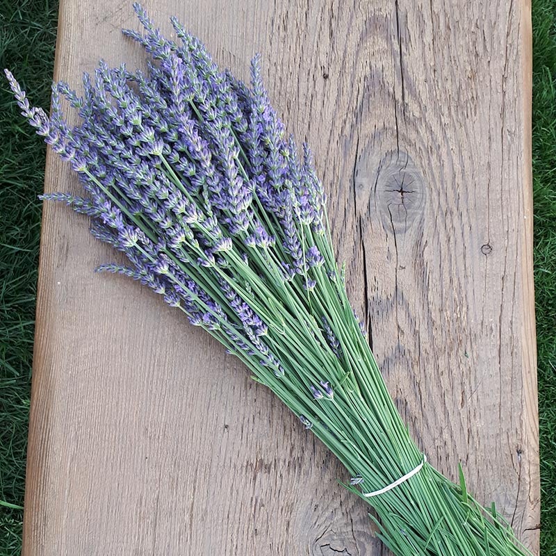 Lavandula intermedia Phenomenal® PP24193 (French Lavender), Cut flowers