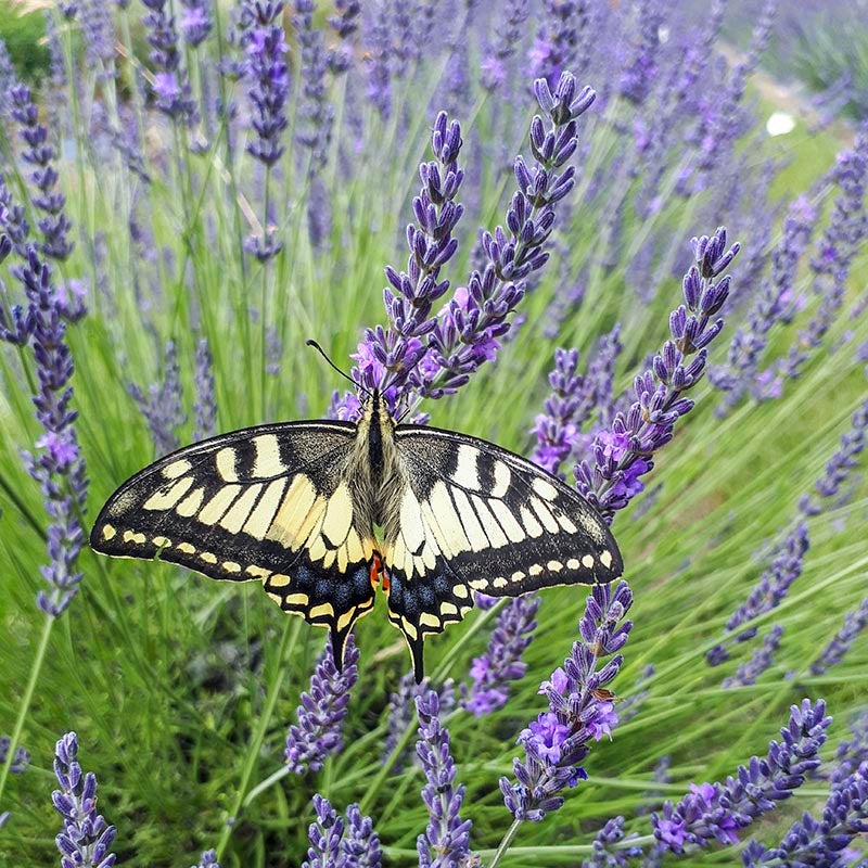 Lavandula intermedia Phenomenal® PP24193 (French Lavender)