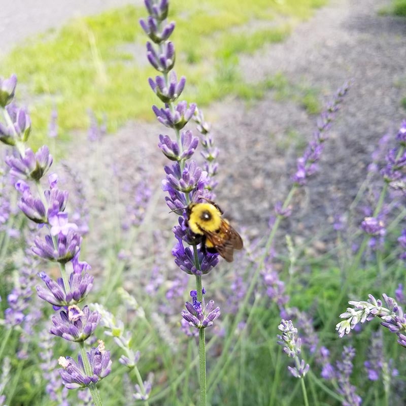 Lavandula intermedia Phenomenal® PP24193 (French Lavender)