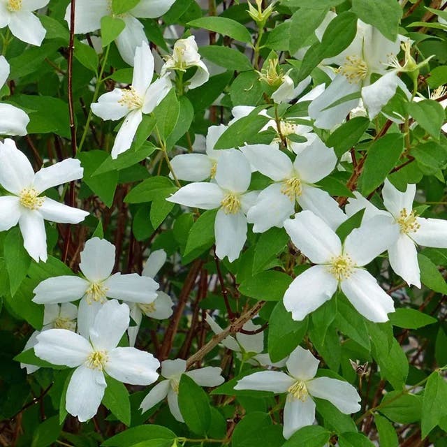 Desert Snow Mock Orange (Philadelphus)