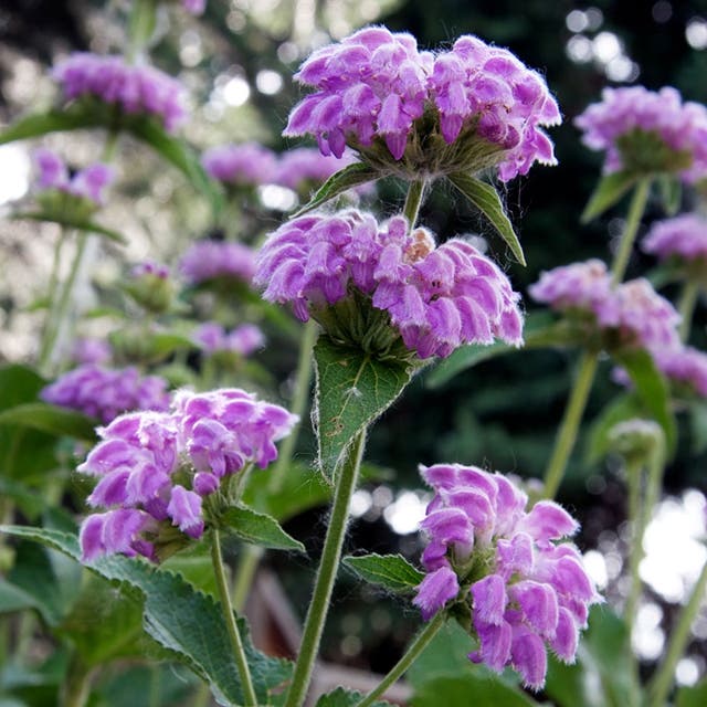 Kashmir False Sage (Phlomis)