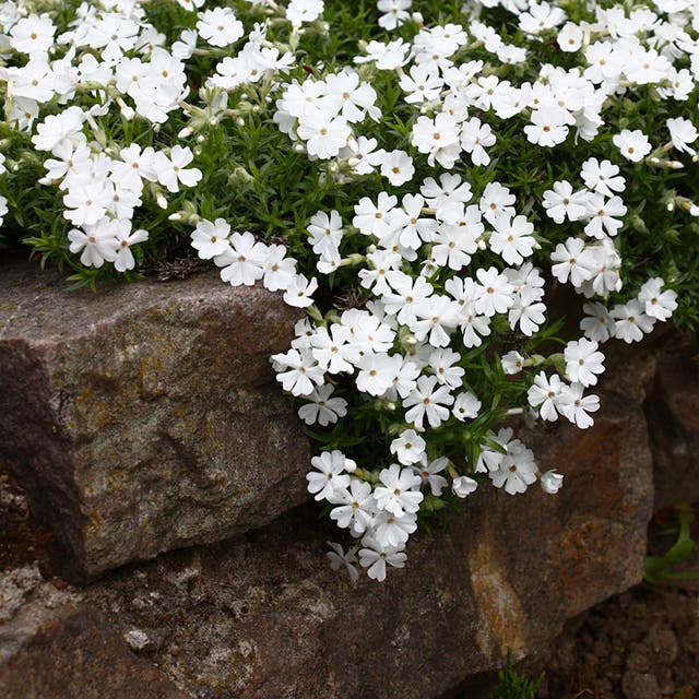 Snowflake Creeping Phlox