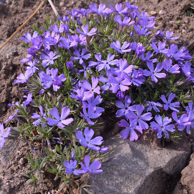 Violet Pinwheels Phlox