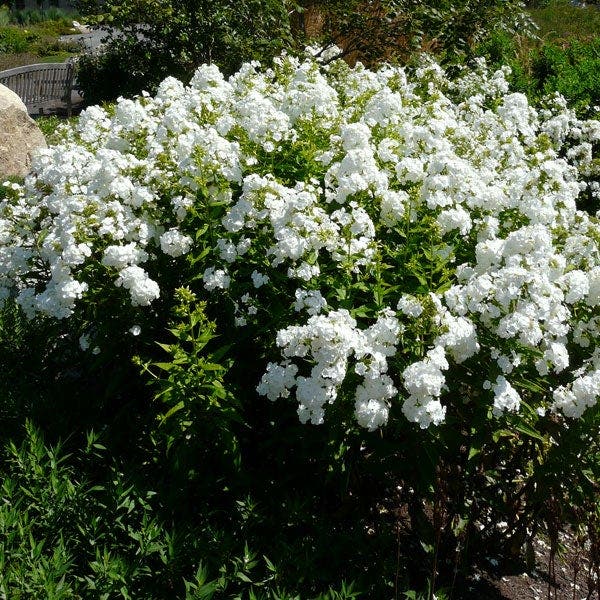 David Garden Phlox