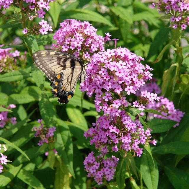 Jeana Garden Phlox