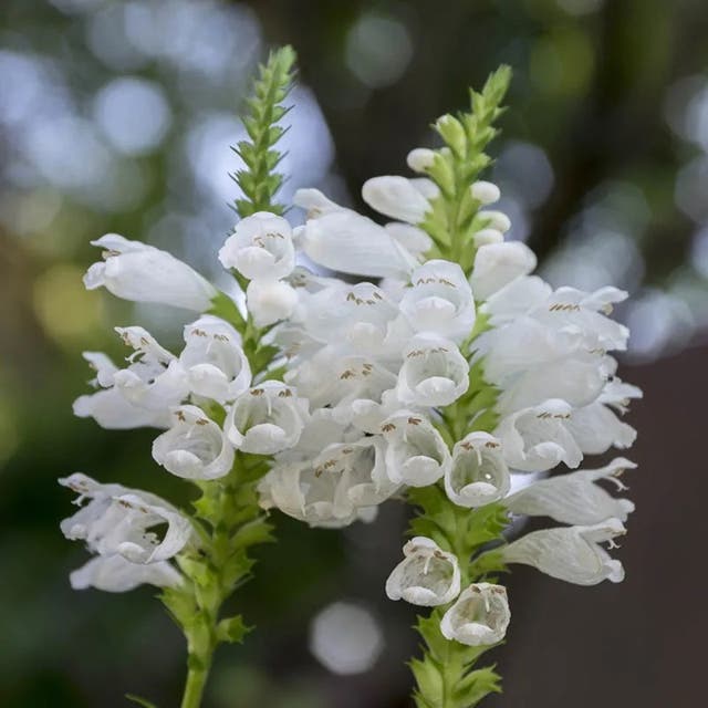 Crystal Peak White Obedient Plant