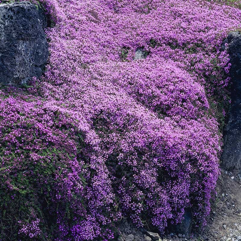 Pink Creeping Thyme, Thymus praecox ssp. arcticus Coccineus