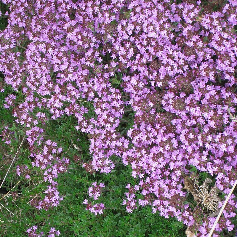 Pink Creeping Thyme, Thymus praecox ssp. arcticus Coccineus