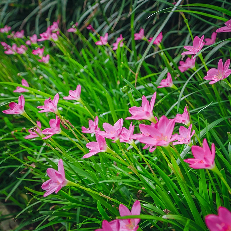 Pink Zephyranthes Pink, Zephyranthus, Rain Lilies or Fairy Lilies