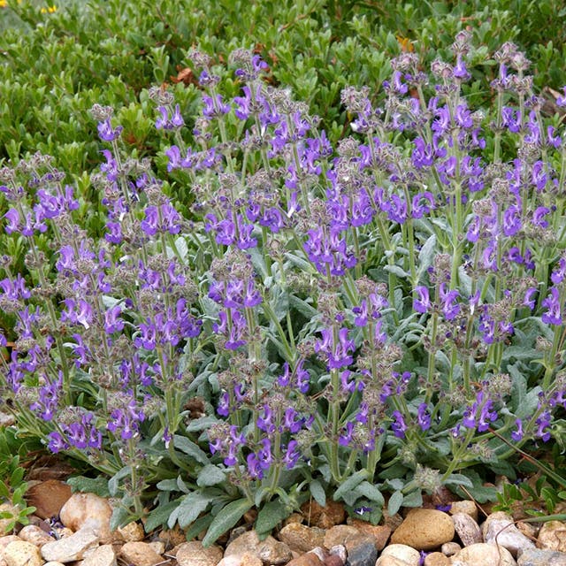 Platinum® Dwarf Silver Leaf Salvia