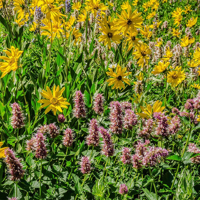 High Country Butterfly Habitat Wildflower Seed Mix