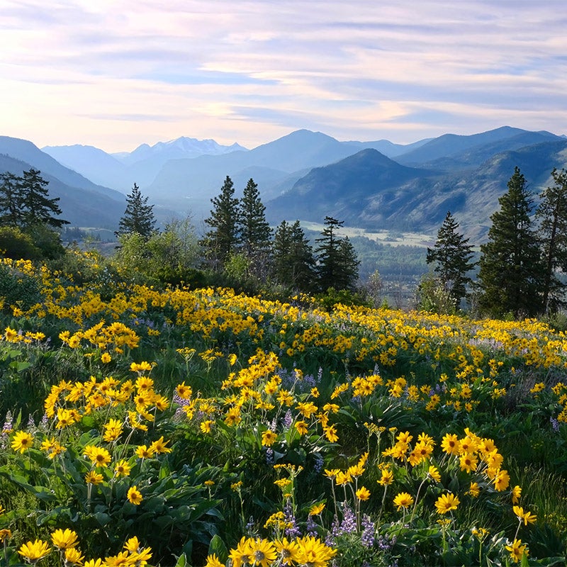 High Country Butterfly Habitat Wildflower Seed Mix