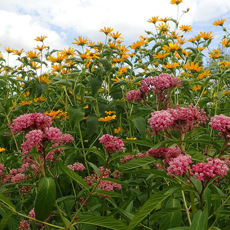 High Country Butterfly Habitat Wildflower Seed Mix