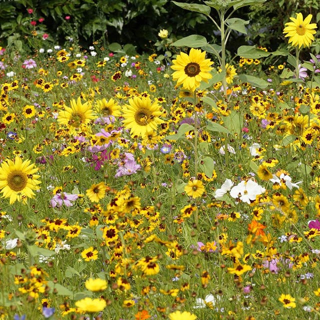 Pollinator Wildflower Seed Mix