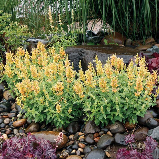 Poquito™ Butter Yellow Agastache