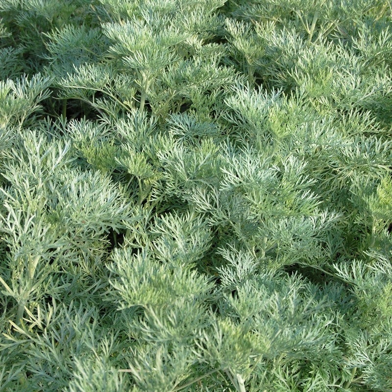 Powis Castle Artemisia (Artemisia x 'Powis Castle')