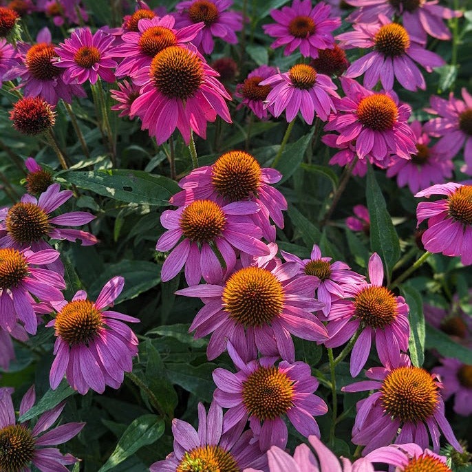 PowWow® Wild Berry Echinacea, Echinacea purpurea 'PAS702917'