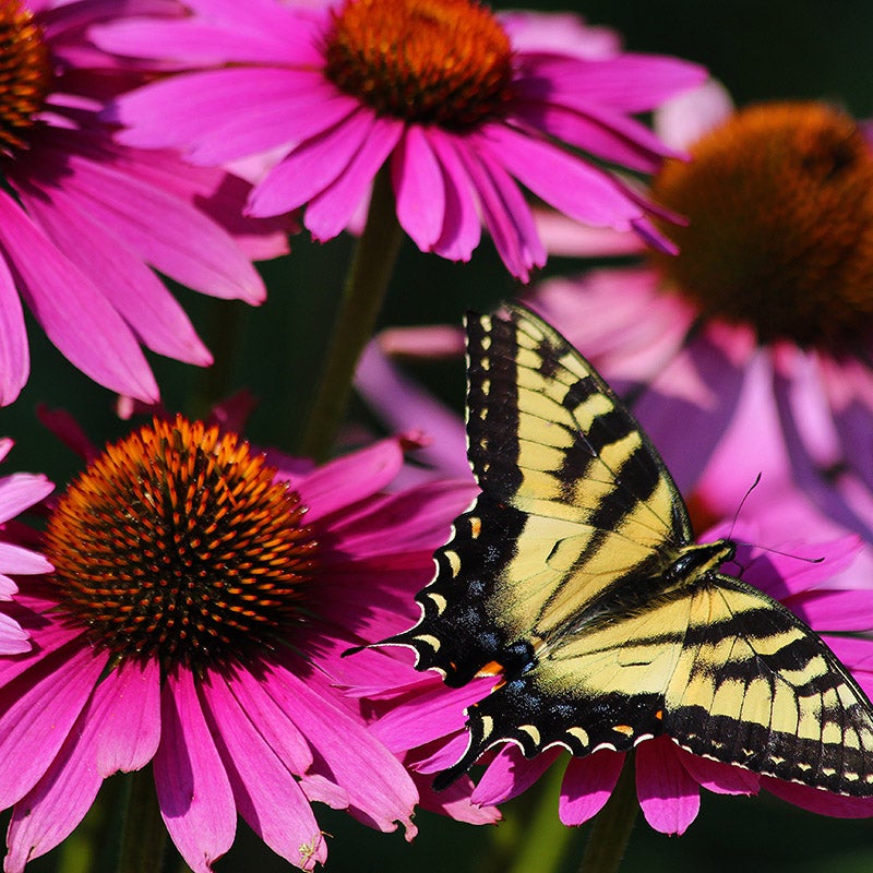 PowWow® Wild Berry Echinacea, Echinacea purpurea 'PAS702917'