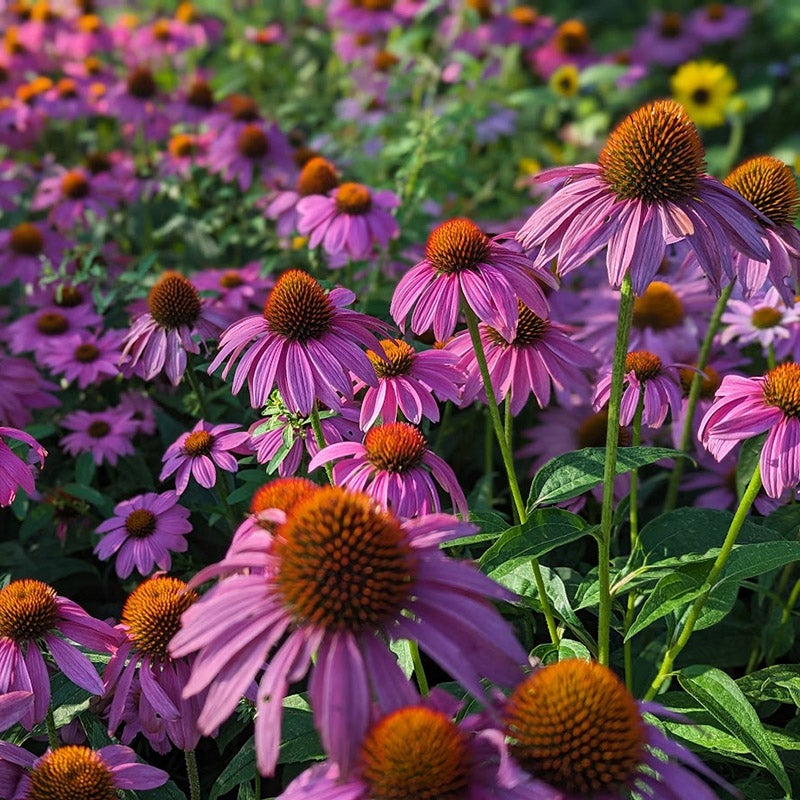 PowWow® Wild Berry Echinacea, Echinacea purpurea 'PAS702917'