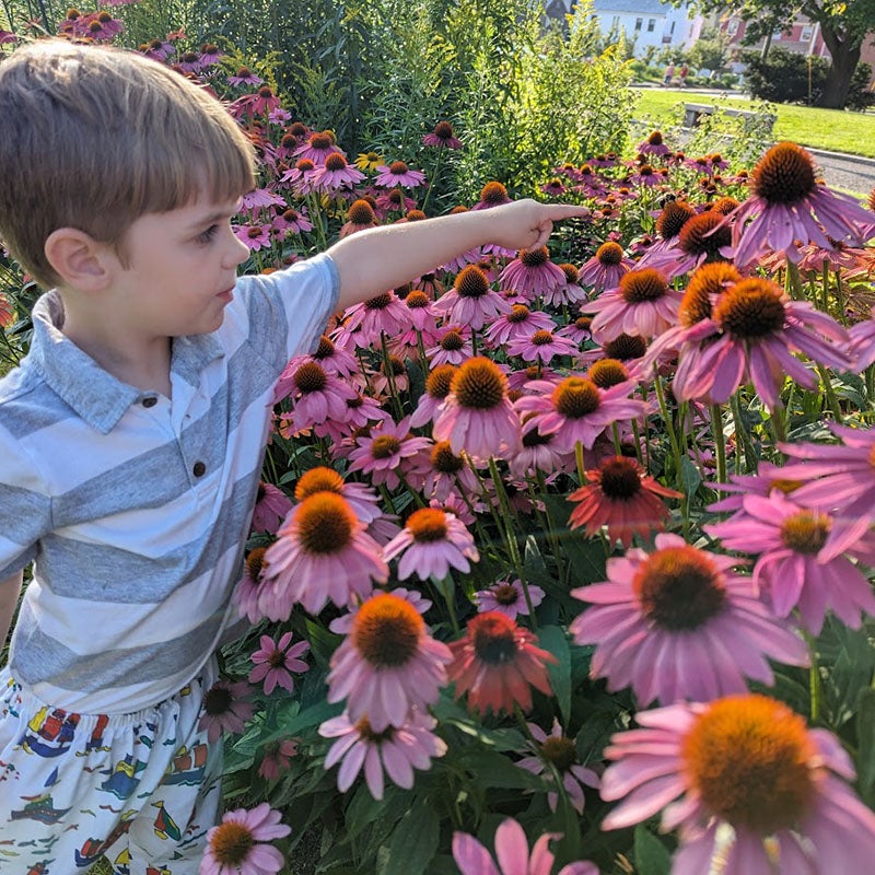 PowWow® Wild Berry Echinacea, Echinacea purpurea 'PAS702917'