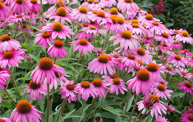 PowWow® Wild Berry Echinacea