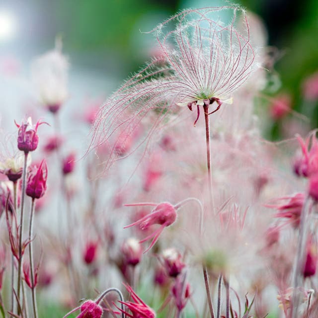 Prairie Smoke (Geum)