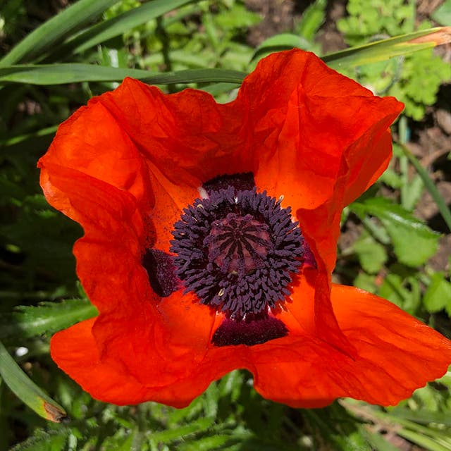 Prince of Orange Oriental Poppy