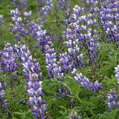 Arroyo Lupine Seeds