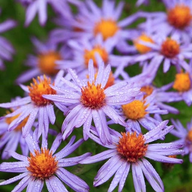 Professor Kippenberg New York Aster