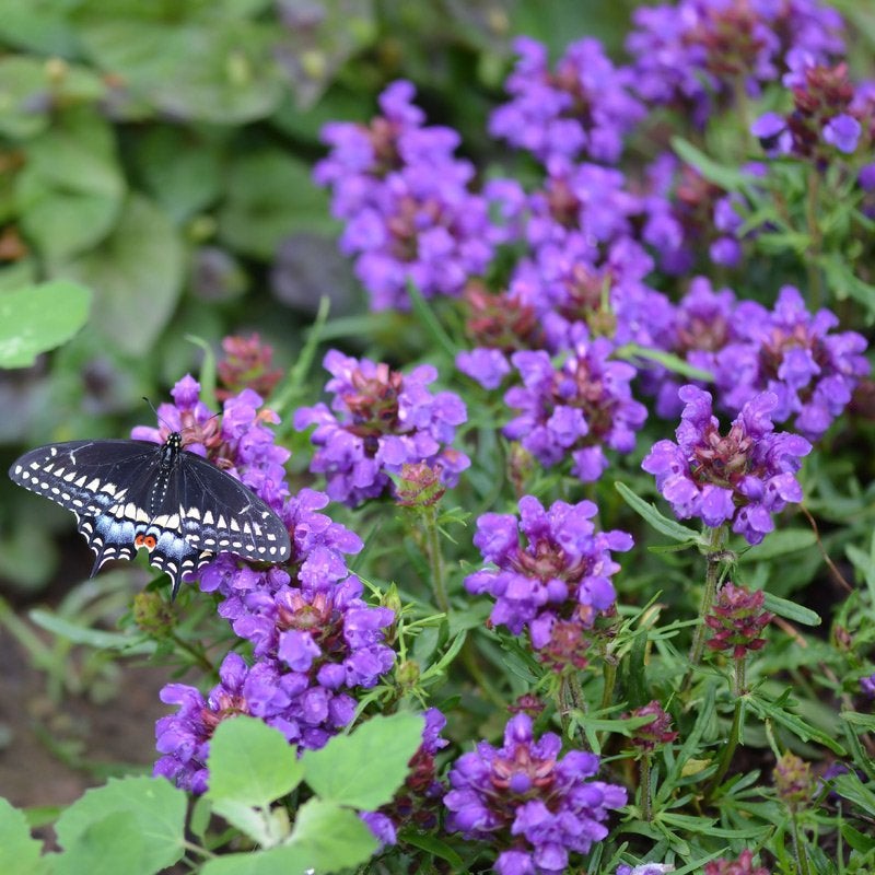 Bella Blue Prunella (Prunella grandiflora Bella Blue) 