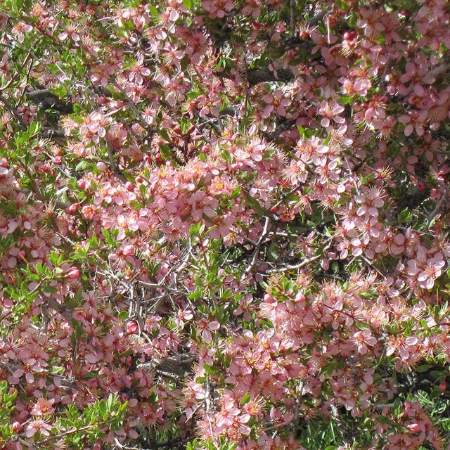 Desert Peach (Prunus)