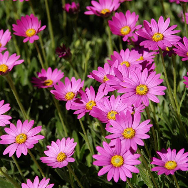 Purple Mountain® Sun Daisy