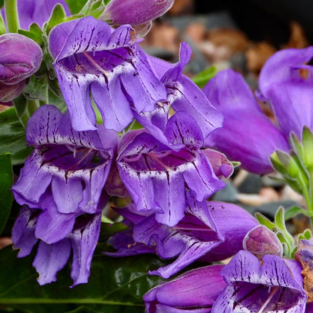 Purple Ozark Penstemon