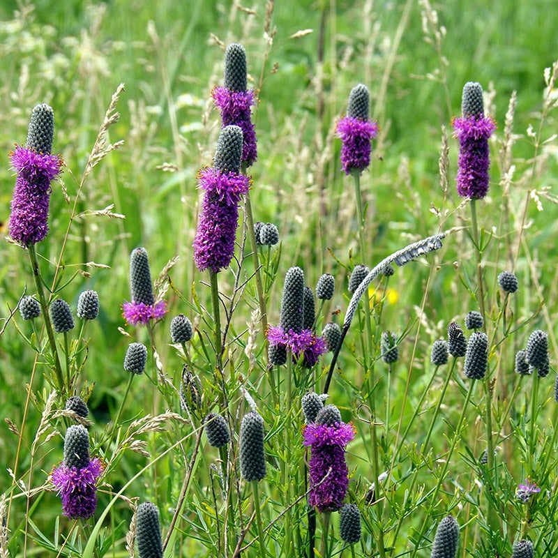 Dalea Purpureum, Purple Prairie Clover