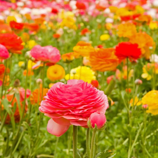 Tecolote Ranunculus Mix