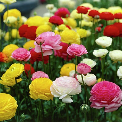 Ranunculus Tecolote Mix, Ranunculus, Persian Buttercups