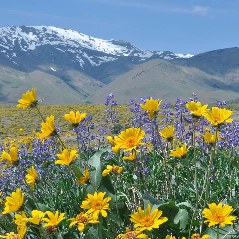 Rare Intermountain Native Wildflower Seed Mix, Arrowleaf Balsamroot with Lupine