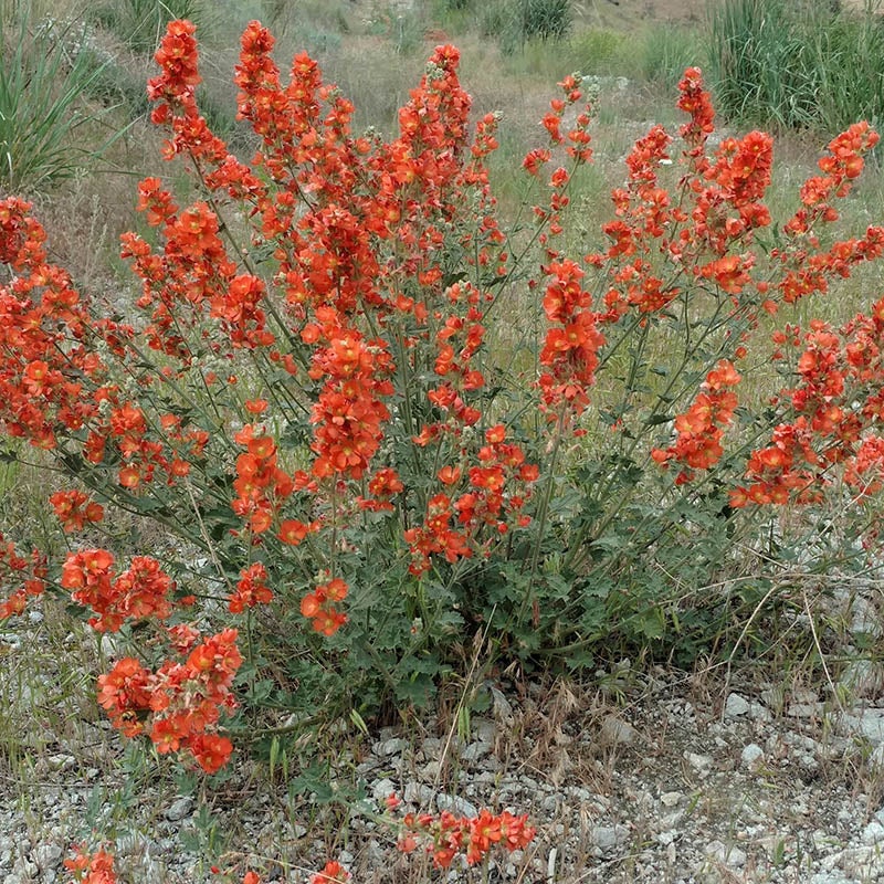 Rare Intermountain Native Wildflower Seed Mix, Globe Mallow