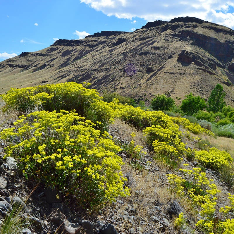 Rare Intermountain Native Wildflower Seed Mix, Eriogonum umbellatum var. devestivum, Giant Sulphur Buckwheat