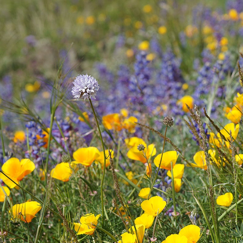 A globe gilia (Gilia capitata) stands among California poppies, lupines, and other wildflowers and grasses.