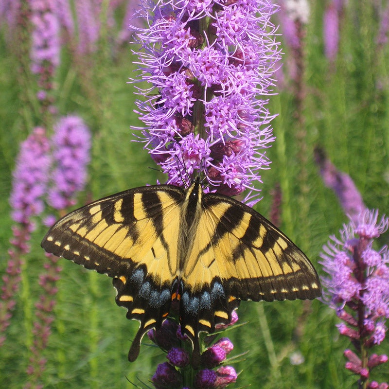 Liatris Spicata, Blazing Star