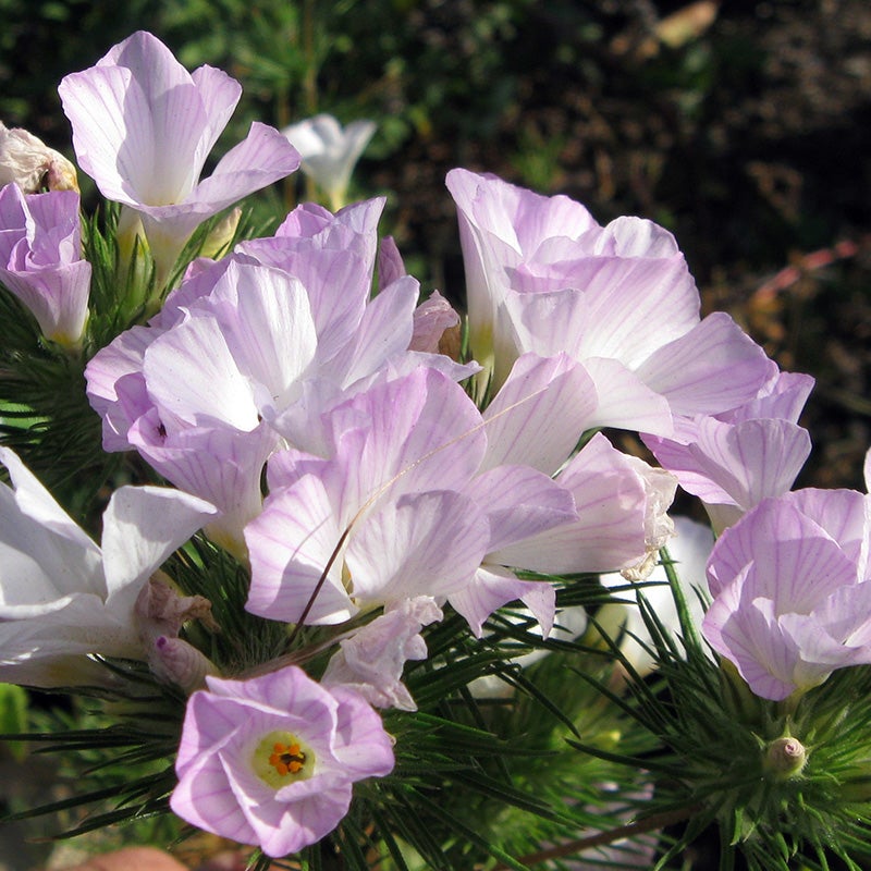 Linanthus grandiflorus