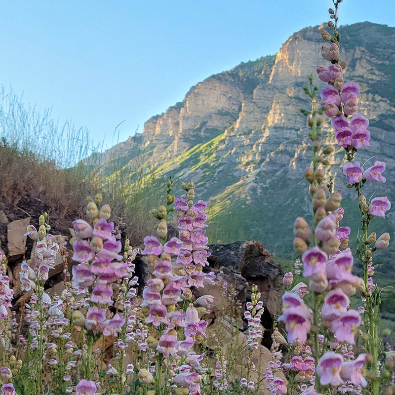 Penstemon palmeri, Palmer's penstemon