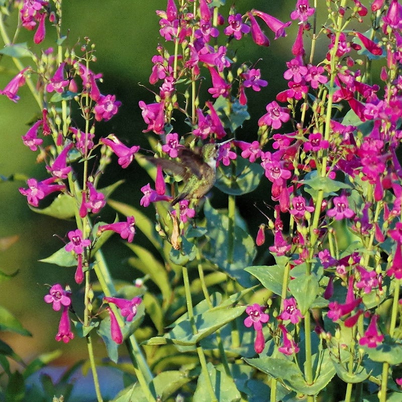 Hummingbird and Penstemon.
Photo Courtesy of Emmis Oure