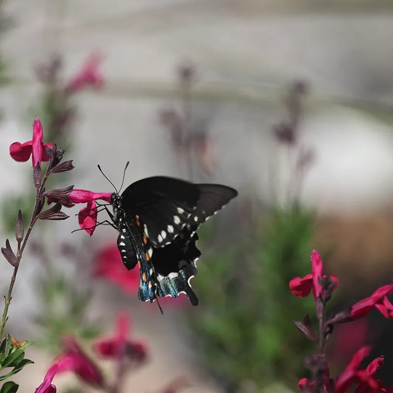 Raspberry Delight® Salvia, Salvia x Raspberry Delight®, pollinator on flower