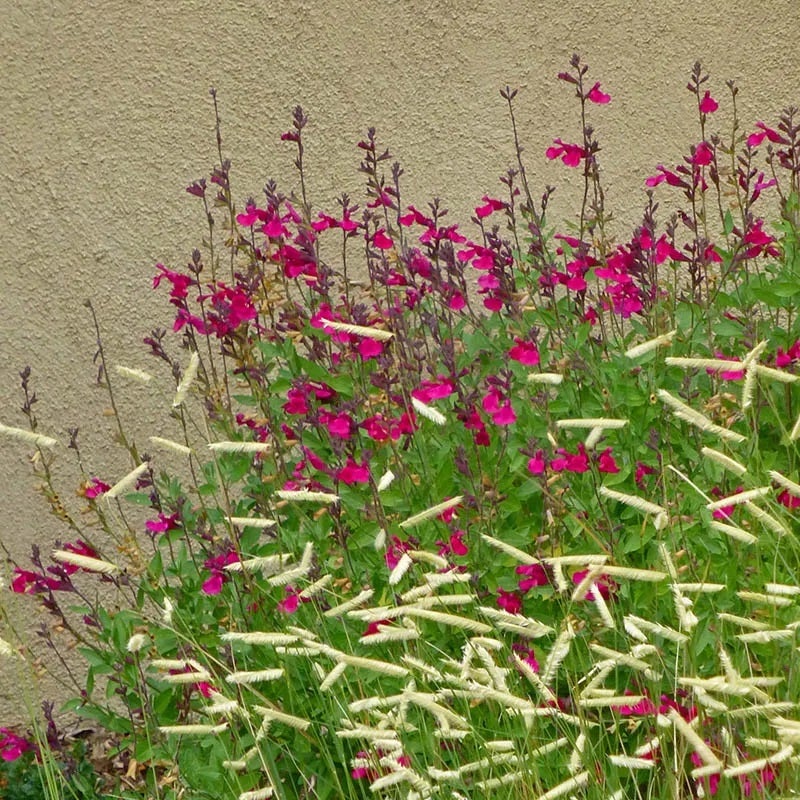 Raspberry Delight® Salvia, Salvia x Raspberry Delight®