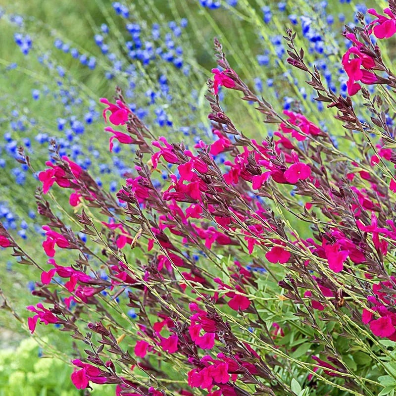 Raspberry Delight® Salvia, Salvia x Raspberry Delight®