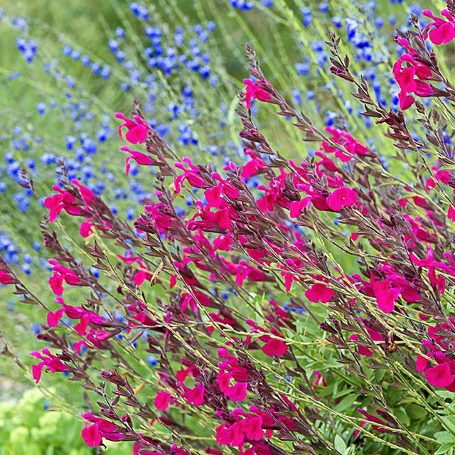 Raspberry Delight® Salvia