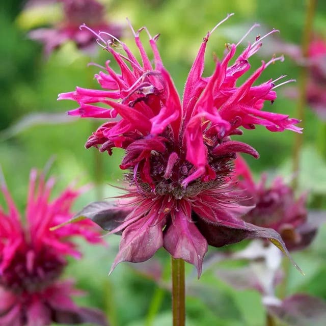 Raspberry Wine Bee Balm